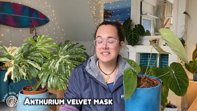 Import Anthurium UPDATE + tips for BIG LEAVES | Plant with Roos смотреть онлайн