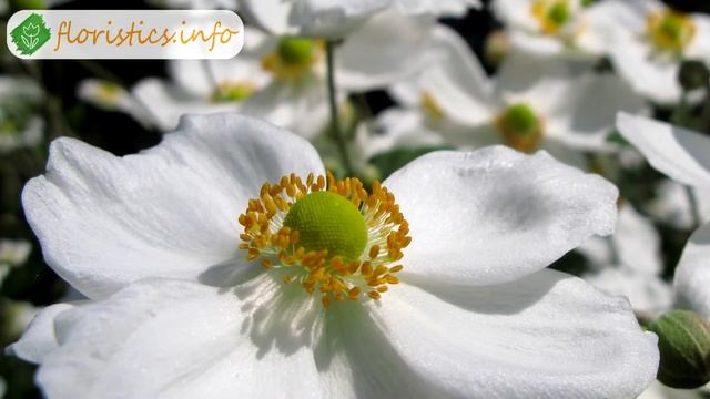 ? Посадка анемон в саду клубнями и семенами смотреть онлайн