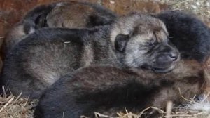 Волк и волчата