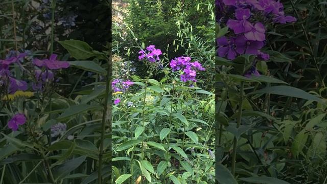 Phlox paniculata 'Blue Paradise', Garden Phlox смотреть онлайн