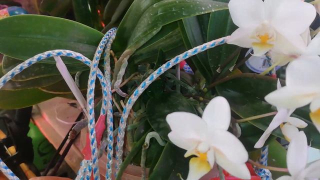 Обзор Дикого Фаленопсиса! Прошло пол года после пересадки! смотреть онлайн