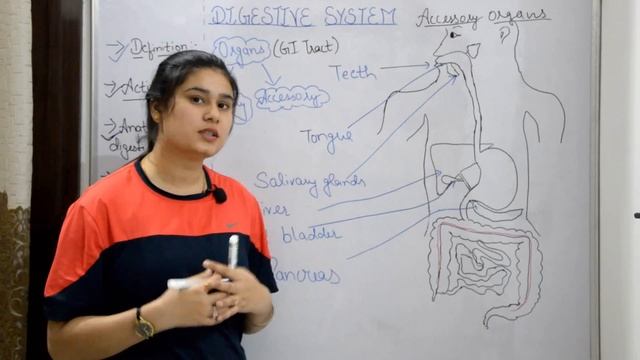Digestive system anatomy & physiology in hindi || functions || walls || layers of GI tract смотреть онлайн