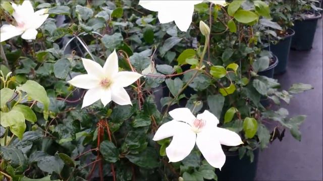 Best Flowering Vines - Clematis Henryi