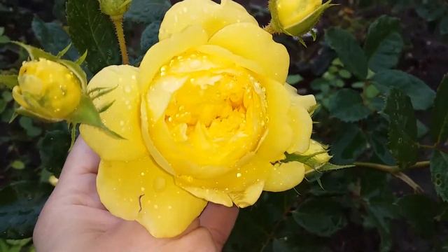 Ани Дюпрей флорибунда- яркое осеннее цветение смотреть онлайн