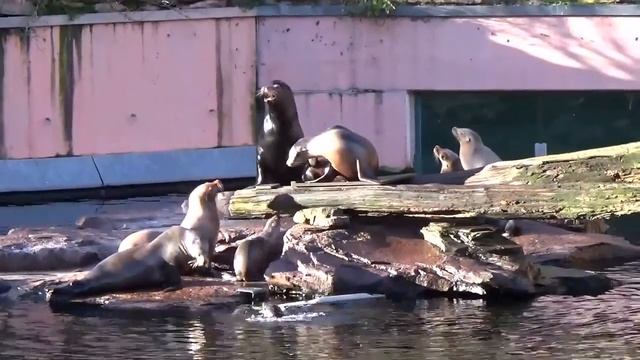 Германия Нюрнберг отправляемся в зоопарк | Zoo Nürnberg Deutschland | Nuremberg Germany смотреть онлайн