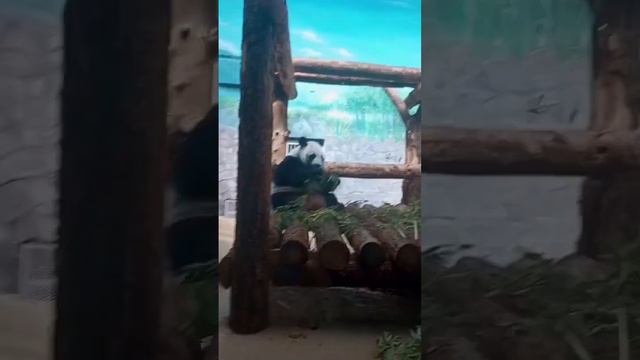 🐼большая панда в Московском зоопарке#московскийзоопарк смотреть онлайн