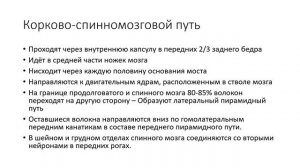 Центральный мотонейрон.