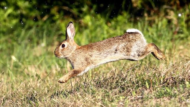 Rabbit Spirit Guide - Ask the Spirit Guides Oracle - Totem Animal, Power Animal - Magical Crafting смотреть онлайн
