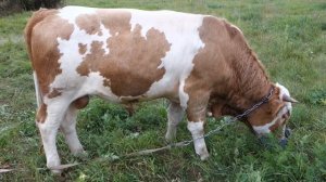 Быки симментальской породы.