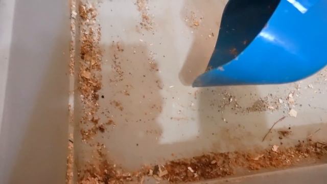 VLOG Хомяк на меня накричал смотреть онлайн