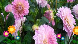 Георгина махровая Сакура Фубуки. Краткий обзор, описание dáhlia variabilis Sakura Fubuki