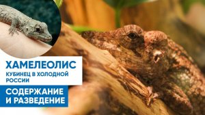 Хамелеолис (Anolis chamaeleonides). Содержание, разведение.