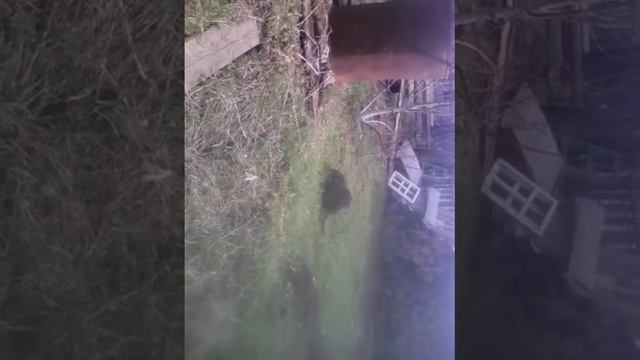 Смотреть всем. У нас в огороде живёт нутрия. смотреть онлайн