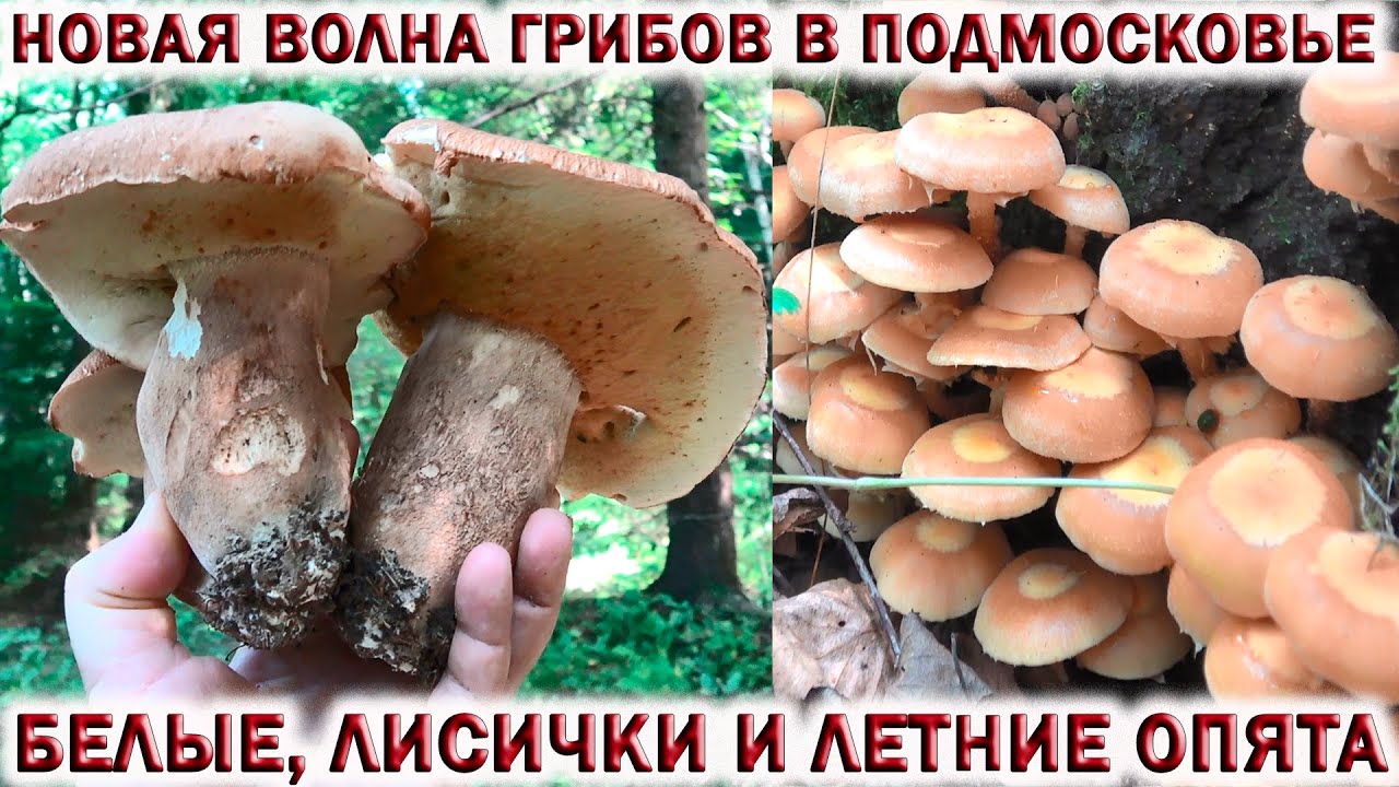 ?НОВАЯ ВОЛНА БЕЛЫХ ГРИБОВ И ЛЕТНИХ ОПЯТ В ПОДМОСКОВЬЕ?ЛИСИЧЕК ЕЩЁ БОЛЬШЕ. смотреть онлайн