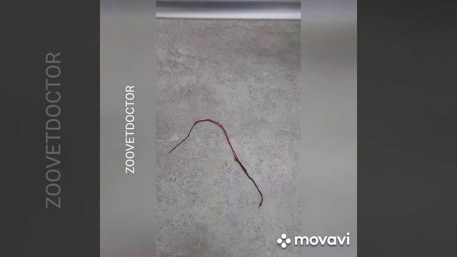 Кот Томас история спасения, кот проглотил иголку #зооветдоктор #zoovetdoctor смотреть онлайн