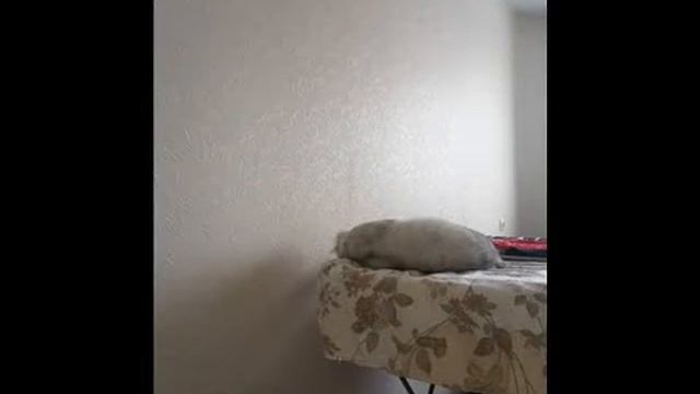 САМЫЙ ЛУЧШИЙ КОТ БАЛБЕС смотреть онлайн