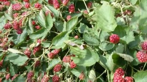 ЕЖЕВИКА ГАЙ