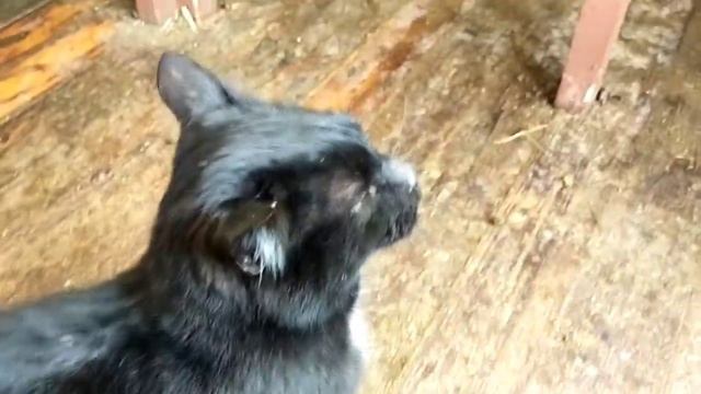Маленький козлёнок первокотки// Солома в новой упаковке// Когда и как козлят приучаю к зерну смотреть онлайн