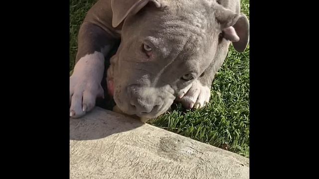 Bluenose PITBULL transformation 8 weeks to 6 months смотреть онлайн