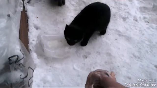 Черкассы, парк Сосновый бор. Воскресенье 21.01.2018. смотреть онлайн