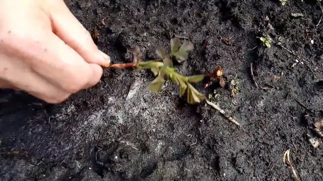 Уход за розами, полив, подкормка смотреть онлайн