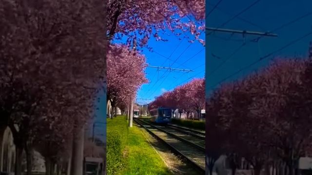 ?Цветущая слива в Краснодаре ? lentropina смотреть онлайн