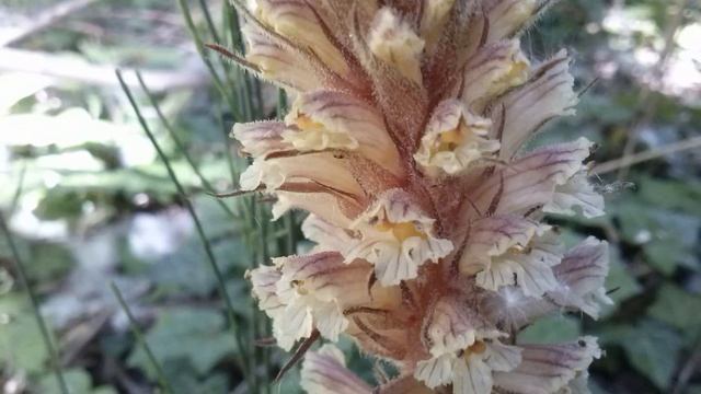 Orobanche (medicinal plant) смотреть онлайн