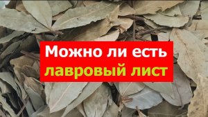 230815 Можно ли есть лавровый лист употреблять в пищу лавровые листья лаврушку кушать жеват лавр еду