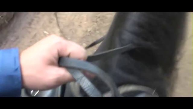 Конный двор Лесное смотреть онлайн