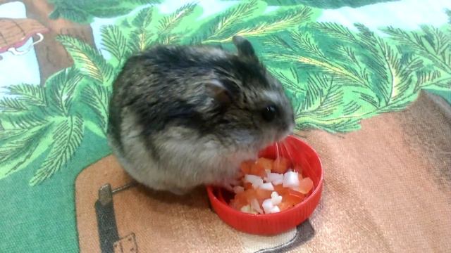 Это мой хомяк 🐹 смотреть онлайн
