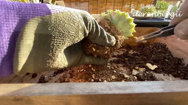 【iPHONE撮影】12月の多肉植物植え替え作業　霜の朝と静夜の植え替え смотреть онлайн