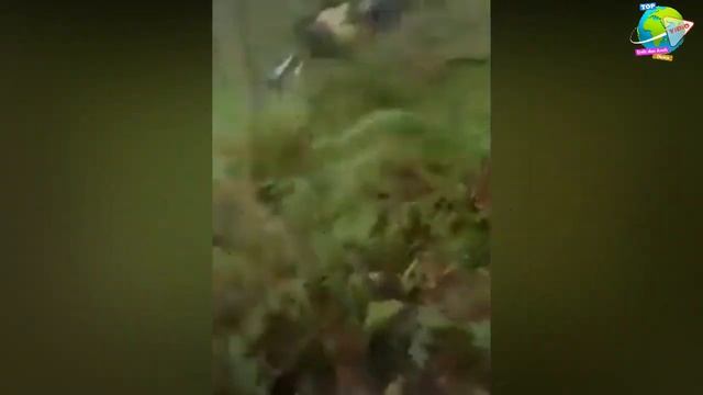 Geram!! Ular Piton Raksasa Sepanjang 7 Meter M4n9s4 Kerbau Milik Warga Berhasil Ditangkap!! смотреть онлайн