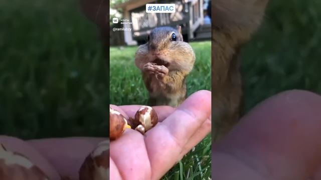 Запасливый бурундук! животные про запас смотреть онлайн