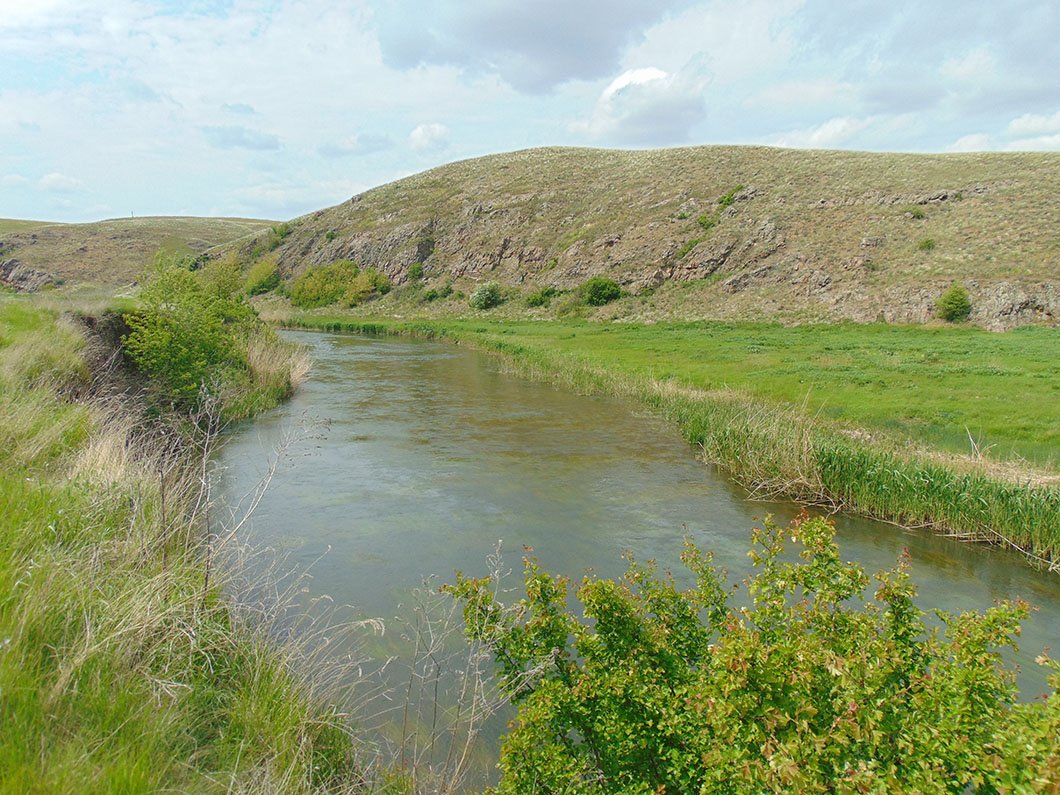 Кальмиус величественный смотреть онлайн