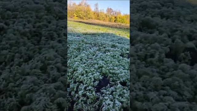 Первый иней в сентябре 30/09/2021. смотреть онлайн