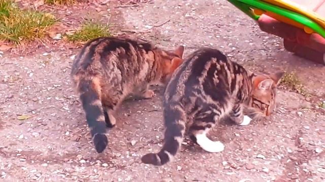 За белой кошкой бегает черный кот, а игривые полосатые котята (подростки), брат с сестрой. смотреть онлайн