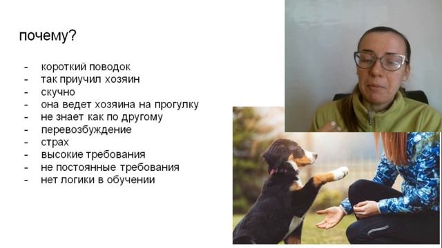Почему собака тянет? разбираем причины - и решаем проблемы смотреть онлайн