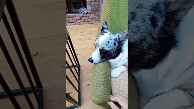 Я и Delly о жизни... #dog смотреть онлайн