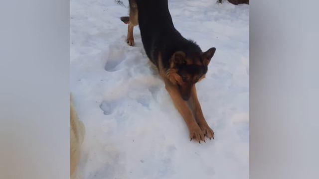 фото (Вольфа и Тайги) смотреть онлайн