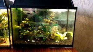 Разведение живородки (меченосцы, моллинезии)