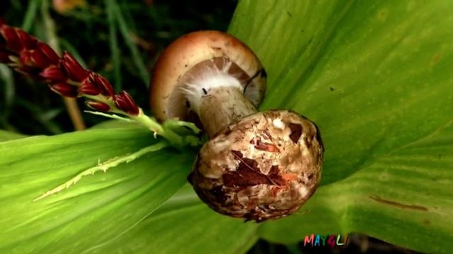 Грибы Белопаутинники Зонтики Моховики смотреть онлайн