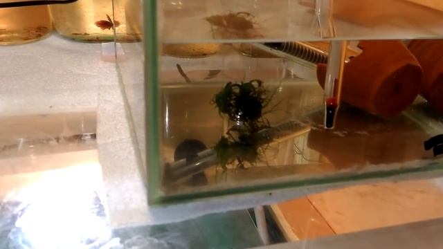 Петушки Дамбо Посадка петушков на нерест в нерестовик