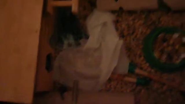 Хомяки джунгарские смотреть онлайн