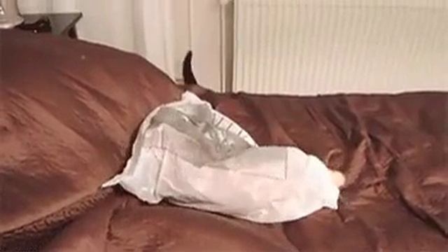 Искусство ниндзя — маскировка смотреть онлайн