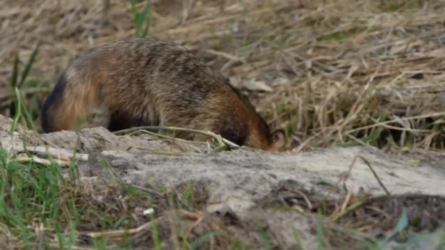 Nyctereutes procyonoides / Raccoon Dog / Jenot смотреть онлайн