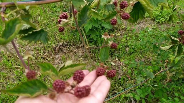 Зреет ежевика Лох Тей смотреть онлайн