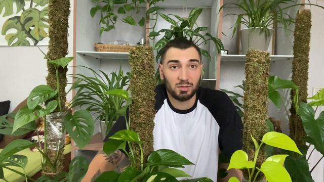 Опора, тотем для комнатных растений ￼ смотреть онлайн