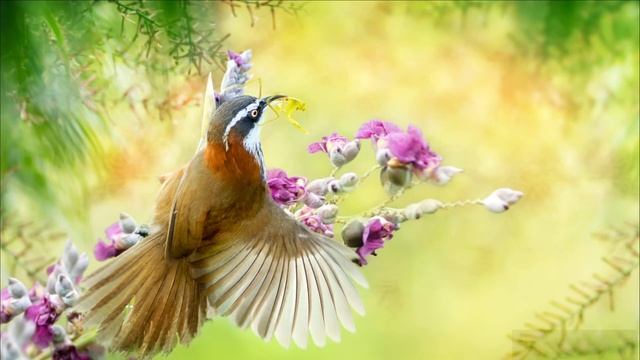 Красивая музыка и пение птиц. Успокаивает нервы.