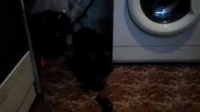 Не все кошки боятся огурцов))) смотреть онлайн