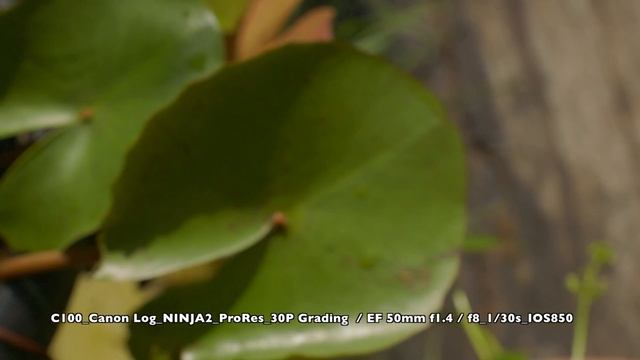 Canon CINEMA EOS C100 TEST, vs XF300 / XF100 / EOS 5D Mark3 смотреть онлайн